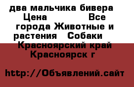 два мальчика бивера › Цена ­ 19 000 - Все города Животные и растения » Собаки   . Красноярский край,Красноярск г.